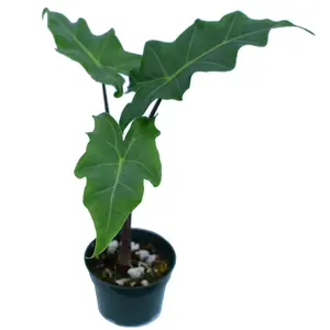 Alocasia Golden Dragon - Seedling