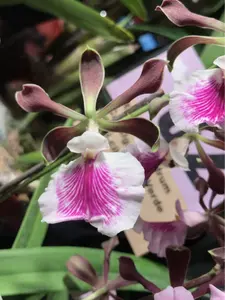 LIVE PLANT 1ft Encyclia cordigera semi-alba orchid EXTREMELY FRAGRANT
