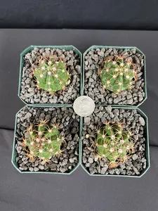Melocactus Matanzanus Seedling Cactus -  aka Turk's Cap - Grower's Choice