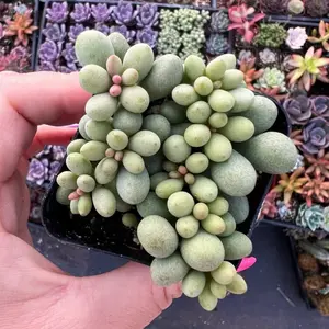 2” Tylecodon Schaeferianus Fairy Tale Plant