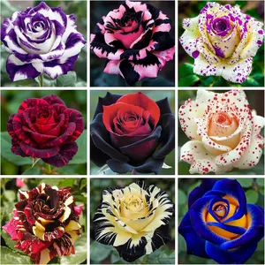 200pcs Heirloom Rose Seeds – Grow Stunning, Long-Flowering & Fragrant Roses | Ideal for Outdoor Gardens, Fences, Gazebos, Arbors & Landscaping Designs | Non-GMO, Easy-to-Grow Flower Seeds Perfect for Home Gardeners & Rose Enthusiasts