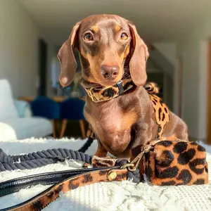 Genuine Leather Dog Harness - Wild One (Leopard)