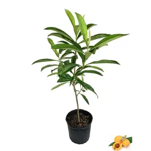 Loquat Tree - Japanese Plum - Live Fruit Tree in a 3 Gallon Pot - 3 Foot Tall - Eriobotrya Japonica - Edible Fruit Bearing Patio Fruit Tree