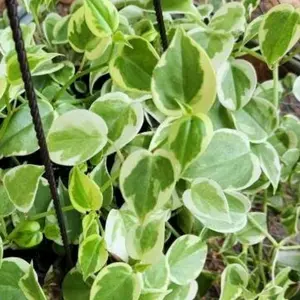 Cupid Peperomia Plant Cuttings