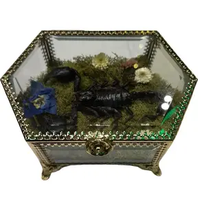 Scorpion Reliquary Display Gothic Taxidermy with Moss and Decorative Elements for Unique Decor Glass Boxes Ornaments