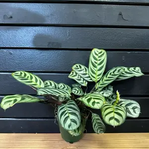 Calathea Plants Burle Plant 4 Inch Pot