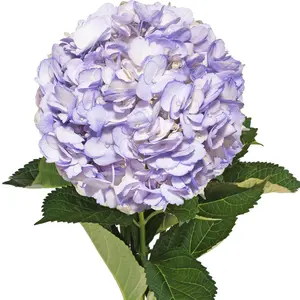 Lavender Painted Hydrangeas