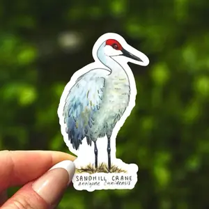 Sandhill Crane Sticker- thick, high quality vinyl, dishwasher tested, scratch and fade resistant, waterproof sticker