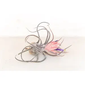 Tillandsia Pruinosa Air Plants [1, 3 or 5 Pack] Low Maintenance House Plant Decor - Whimsical - Vintage - Air Purifying - Self Care - Healthy Living