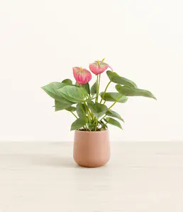 Anthurium Pink