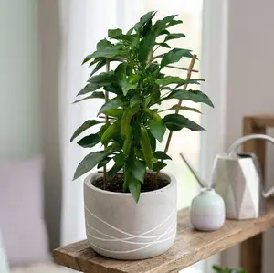 Edible 'Sweet Pepper'