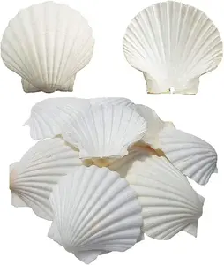 6PCS Scallop Shells for Serving Food,Baking Shells Large Natural White Scallops from Sea Beach for DIY Craft Decor 4-5 Inches SEAJIAYI