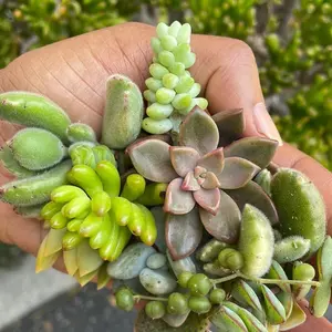 5 cuttings clippers bedroom Sculpture