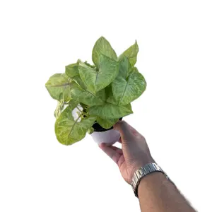 Syngonium “Golden” - 4 Inch