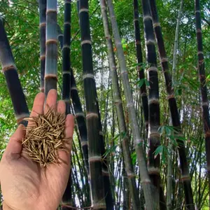 Green River 50 Black Asper Bamboo Seeds- Perennial Ornamental Bamboo Seeds, Rare Black Culms for Garden Landscaping, Cold-Hardy Tall Bamboo Plants for Shaded or Sunny Areas