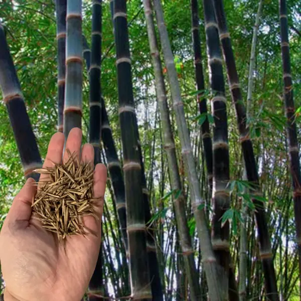 Green River 50 Black Asper Bamboo Seeds- Perennial Ornamental Bamboo Seeds, Rare Black Culms for Garden Landscaping, Cold-Hardy Tall Bamboo Plants for Shaded or Sunny Areas
