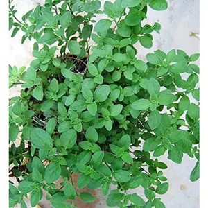 1000 seeds of oregano, a cold-resistant perennial plant that is easy to care for and highly suitable for planting in flower beds and garden edges.