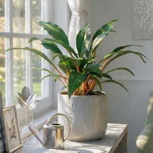 Spider Plant 'Fire Flash'