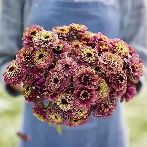 200pcsZinnia Seeds - Queen Lime Red, Heirloom Garden Seeds for Beautiful, Low-maintenance Blooms, Suitable for Spring Planting in Zones 3-10, Non-gmo
