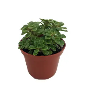 Irish Bouquet Succulent -Aeonium lindleyi var viscatum 'Irish Bouquet'-2.5" Pot