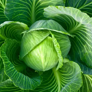 200 Cabbage Seeds for Gardening - Non GMO Heirloom Garden Plants, Seeds & Bulbs - Vegetable Seeds Gifts - Plant Seeds Cabbage - Organic Cabbage Seeds greenhouse