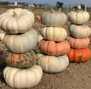 Stacker Pumpkin Mix Seeds for Planting (10 Seeds)