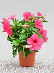 Giant Pink Hibiscus Rosa-Sinensis Seeds 100pcs Large Tropical Flower Seeds for Planting Perennial Garden Ornamental Easy to Grow for Home Yard & Balcony