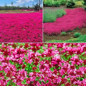 2000+ Heirloom Creeping Thyme Seeds for Planting - Non-GMO Magic Ground Cover Flowers Seeds Perennial Thymus Serpyllum Seed