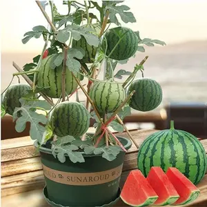 50pcs Crimson Sweet Watermelon Seeds – Heirloom Non-GMO Fruit Seeds for Planting – Grows Large, Juicy, Bright Red Melons with High Sugar Content Ideal for Home Gardens, Containers, Backyard Yards & Summer Harvest – Easy to Grow with High Germination Rate