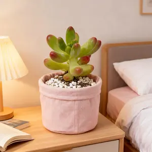 Sedum 'Salsa' Live Plant - Blue Green Jelly Beans with Rosy Tips | Color-Changing Fingertip Succulent for Rock Gardens