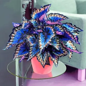 100+ Rare Coleus Flower Seeds for Planting - Splendid Colorful Foliage, Perfect for Shade Gardens, Bonsai, Patio Containers, and Houseplants