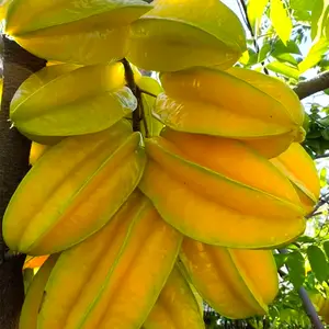 Starfruit Seeds  – Tropical Fruit Tree Seeds for Home Garden, Easy to Grow