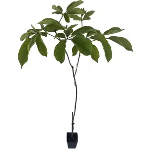 Yellow Tabebuia Trumpet Tree - Live Plants in 4 Inch Pots - Handroanthus Chrysanthus - Beautiful Flowering Tree