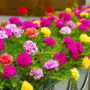 500pcs Double Portulaca Seeds for Planting – Mixed Color Double Moss Rose Flower Seeds, Non-GMO Heirloom Ground Cover, Beginner-Friendly & Easy to Grow Purslane Flowers for Outdoor Garden, Pots, Beds & Yard