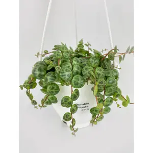 String of Turtles Succulent