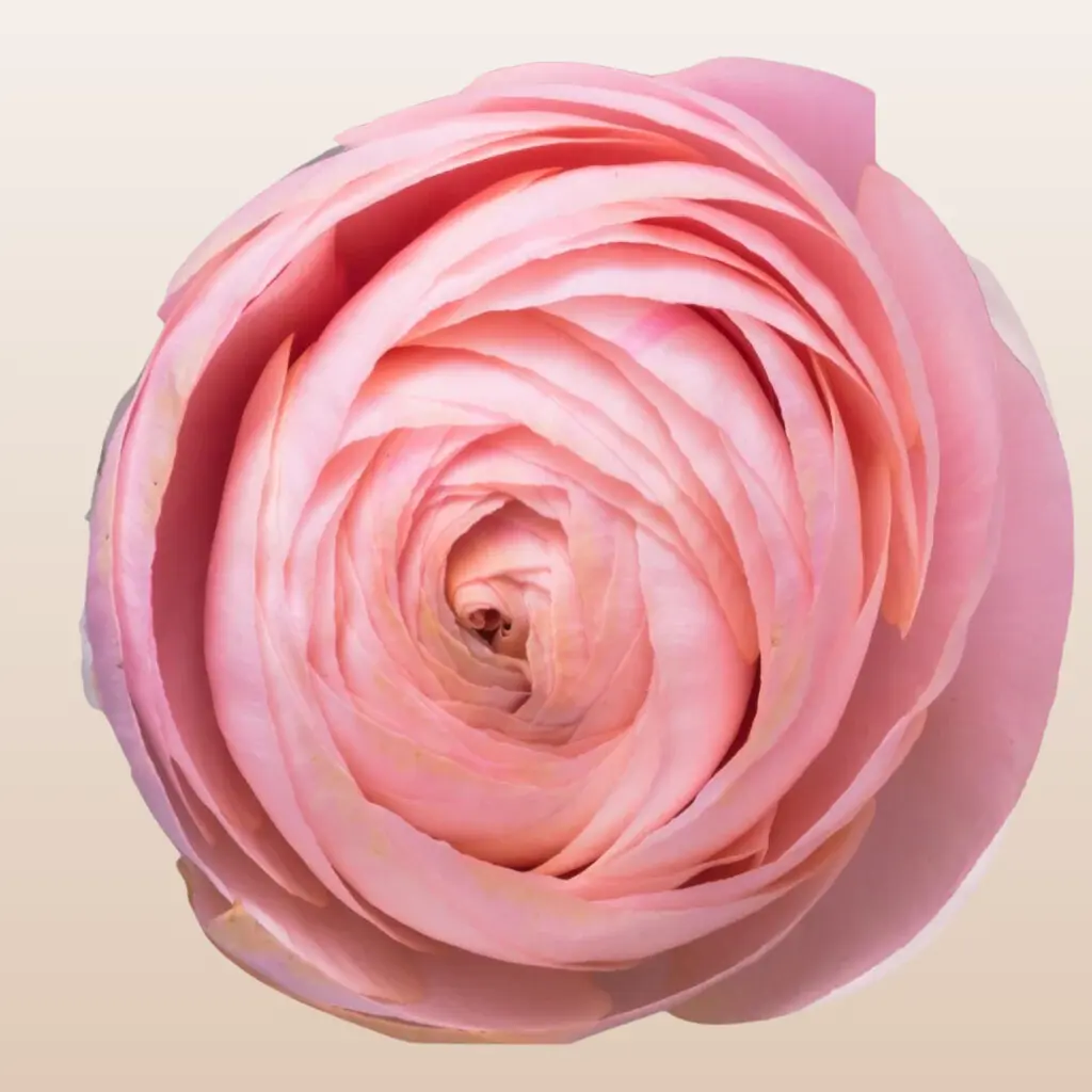 Fresh Ranunculus Coral Pink Classic Wedding Flowers 10 Stems 40-45cm Pack 120 Stems for Arrangements with Pink Peony Blooms