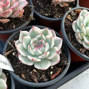 Echeveria ‘Chihuahuanes’ variegated (around 3.5'')- Bare Root Succulents - Terra Tales