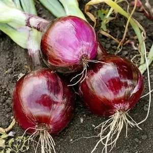 500 Red Onion Seeds Heirloom Red Bulb Onion for Home Garden Round Firm Bulbs Mild Sweet Flavor Suitable for Garden Beds and Raised Beds