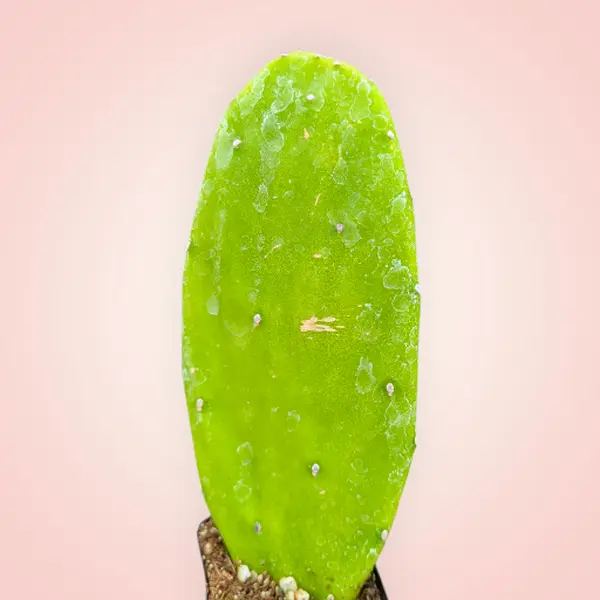 Opuntia 'Emerald Wave' Cactus