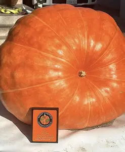 giant pumpkin seeds available!