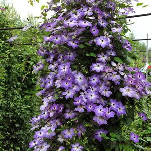 50 Pcs Climbing Clematis Seeds For Planting, Home Garden Decoration Flower Seeds To Plant Outside
