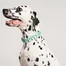 Silicone Dog Charms | Letters & Symbols for Personalized Dog Collars and Leashes - Sky Blue