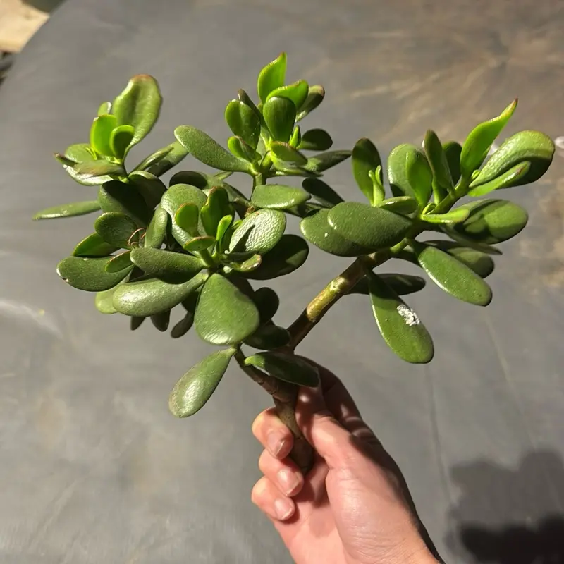 Jade (Crassula Ovata) - Freshly Cut Jade Shipped Straight to You from Los Angeles, CA