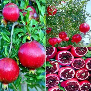 20 DWARF Pomegranate Tree Seeds Punica granatum Nana Garden Fruit House Plant.