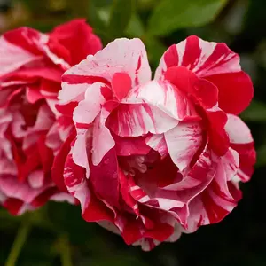 1000-Piece Heirloom Rose Seeds – Multicolor Rose Bushes for Outdoor Planting | Diverse and Vibrant Garden Addition