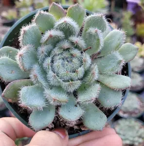 Live Echeveria Setosa Mexican Firecracker Plant - Variegated Echeveria Setosa Mexican Firecracker - Exotic Succulent Plant - Fuzzy Plant - 2 Inch Pot