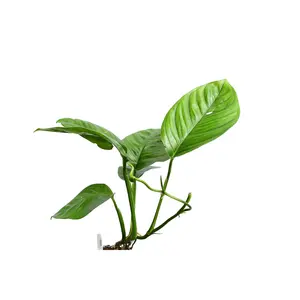 Monstera lechleriana (seedling)