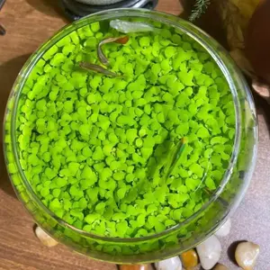 5000 Seeds Large Aquatic Water Grass Decor-Big Leaf Random Aquatic Plant Grass Seeds Indoor Beautifying Plant Seeds Oxygenating Weed Live Pond Plant Seeds,Fish Aquatic Water Grass Decor-Big Leaf