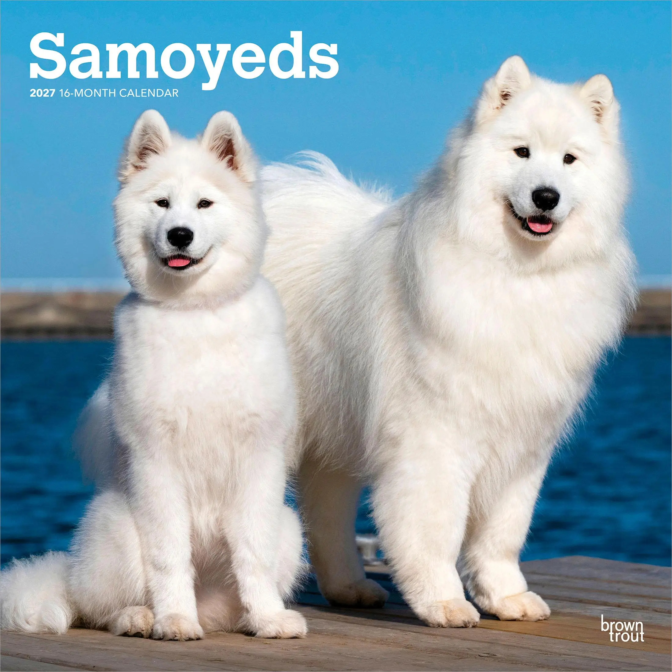 Samoyeds | 2027 12 x 24 Inch (Hanging) Monthly Square Wall Calendar | Plastic-Free | BrownTrout | Animals Dog Breeds