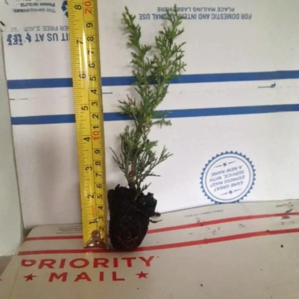 Italian Cypress Live Starter Plant - Cupressus sempervirens 'Glauca', Tall Columnar Evergreen, Deer-Resistant, Ideal for Spring Driveway Screens & Formal Designs (ft-Tall Growth Potential)